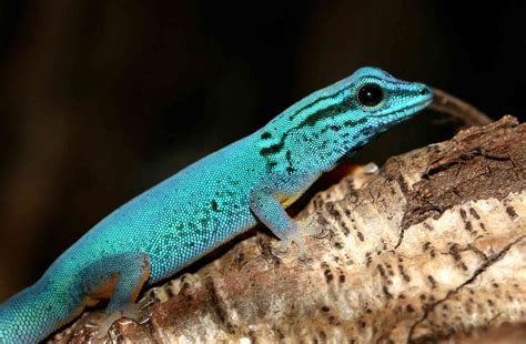 13 Rare And Endangered Types Of Lizards