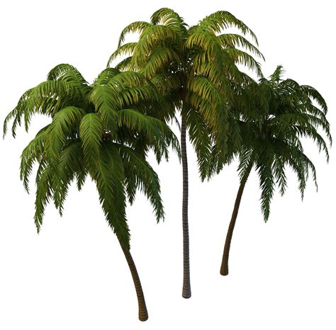 Real Coconut Tree With Coconut Png Coconut Trees Beac
