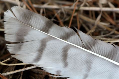 Many Types Of Feathers Make A Bird Naturally North Idaho