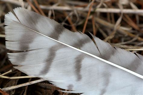 Many types of feathers make a bird - Naturally North Idaho