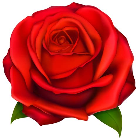 Image Of Clip Art Red Rose 7092 Red Roses Clip Art Images Free