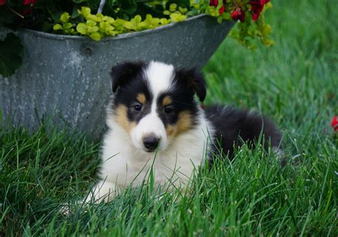 Akc Registered Lassie Collie For Sale Fredericksburg Oh Female Lana