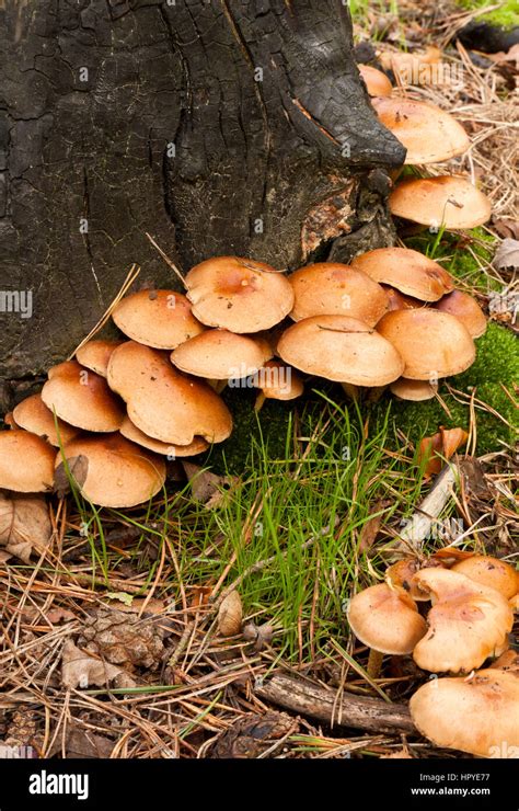 Honey Fungus Armillaria Growing Around The Base Of Tree Stump Stock
