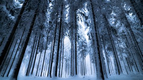 Download Wallpaper 2560x1440 Forest Winter Trees Snow Bottom View