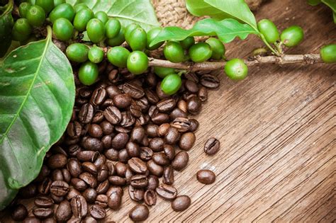 Coffee is a brewed drink prepared from roasted coffee beans, the seeds of berries from certain coffea species. Nestle Clamps Down on Coffee Bean Suppliers Following ...