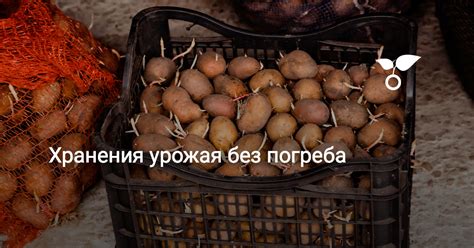 Хранение урожая без погреба. Фото — Ботаничка