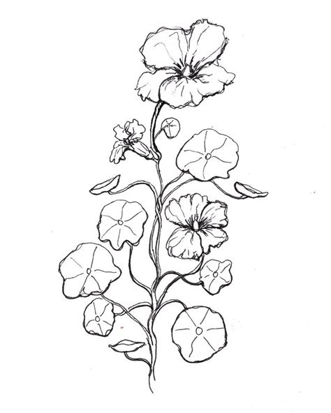 Nasturtium Print Minimalist Botanical Print Botanical Illustration