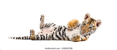 7442 Cute White Tiger Cub Images Stock Photos And Vectors Shutterstock