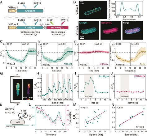 COMLEX Level Format Everything You Need To Know, 50% OFF