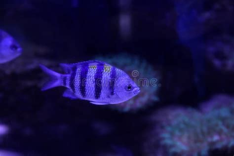 Hermoso Sargento Grande Peces Nadando En El Acuario Azul Tonificado