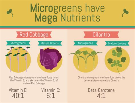 Heres How Microgreens Could Help Fight Global Malnutrition World