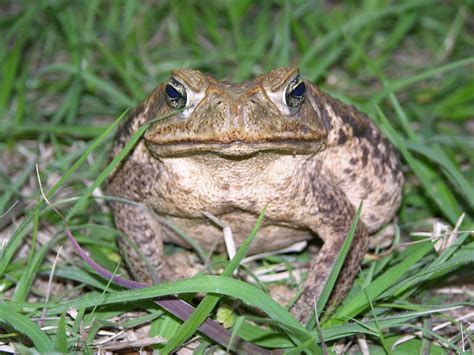 What To Do If You See A Poisonous Bufo Toad Near Your Property Wjct News