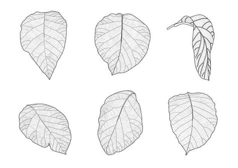Teak Drawing Illustrations Royalty Free Vector Graphics And Clip Art
