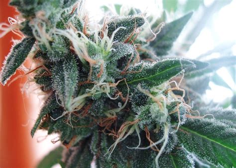 Top 5 Reasons To Grow Organic Cannabis