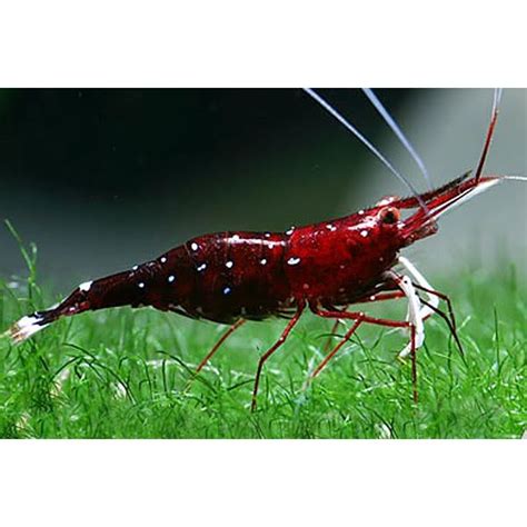 Sulawesi Cardinal Shrimps Extremely Rare In The Us