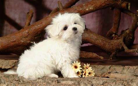 Lovely White Puppy Dog Hd Desktop Wallpaper Widescreen High