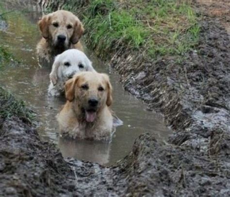 Ten Dogs Covered In Mud Who Will Be Having A Bath When They Get Home