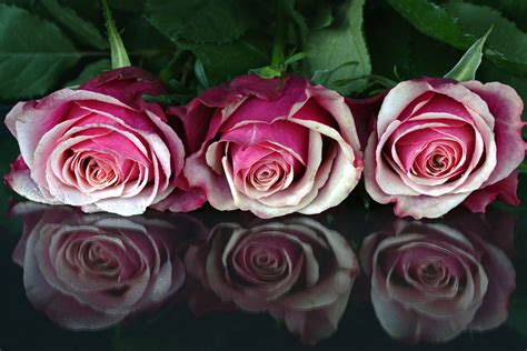 Free Picture Flowers Petals Pink Red Roses Romantic