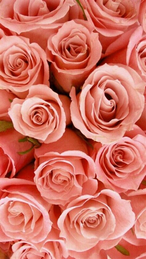 Peach Roses ピンクのバラ バラの壁紙 Iphone 5壁紙