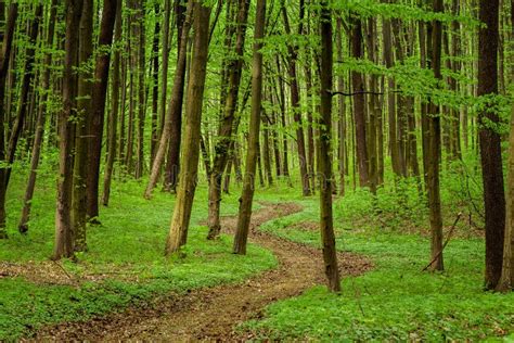 Spring Forest Trees Stock Image Image Of Daylight Pathway 77846963