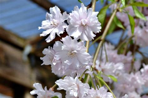 But we also have several seedlings (still in yogurt cups). Flowering Cherry Trees | Fairview Garden Center | Raleigh NC