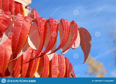 Red Leaves In Autumn On A Beautiful Fall Sunny Day Stock