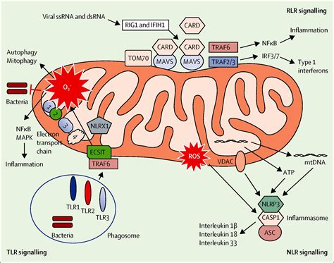 Mitochondria Hub Of Injury Responses In The Developing Brain The