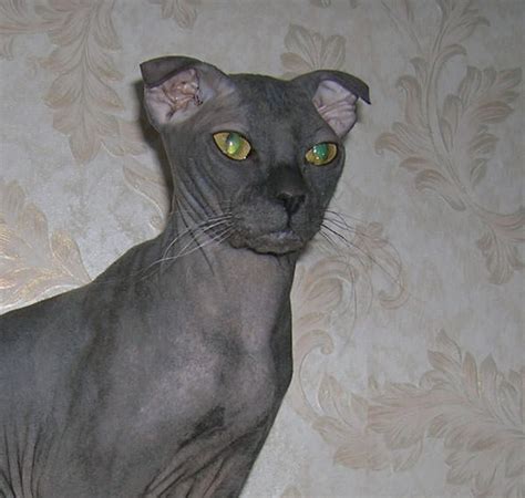 15 Weirdest Looking Cat Breeds