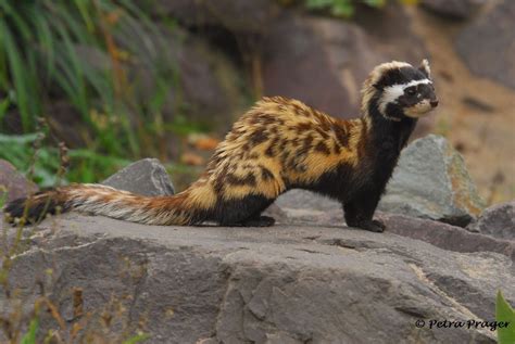 It is one possible corporeal form of the patronus charm. Marbled Polecat : NatureIsFuckingLit