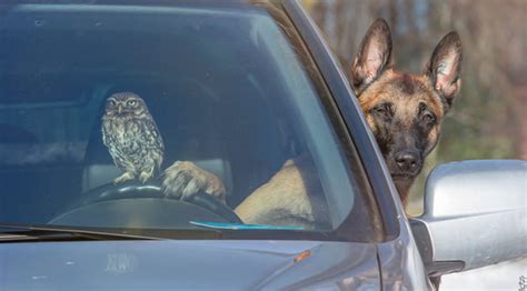 I Cant Stop Smiling At These Photos Of A Dog And His Owl