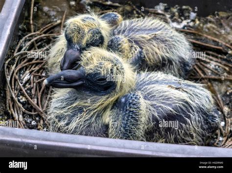 Pigeon Babies Victoria Australia Stock Photo Alamy