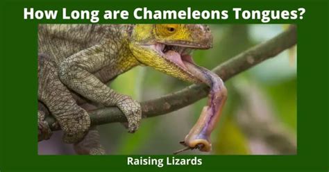How Long Are Chameleons Tongues Raising Lizards