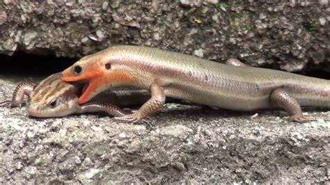 Broad Headed Skinks Kinky Reptilian Mating And Foreplay Lizard Style