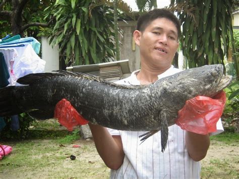 Check spelling or type a new query. Cara Budidaya Manfaat Dan Mancing Ikan Gabus Terbesar Di ...