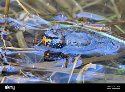 Male European Fire Bellied Toad In Spring In A Pond Stock Photo Alamy