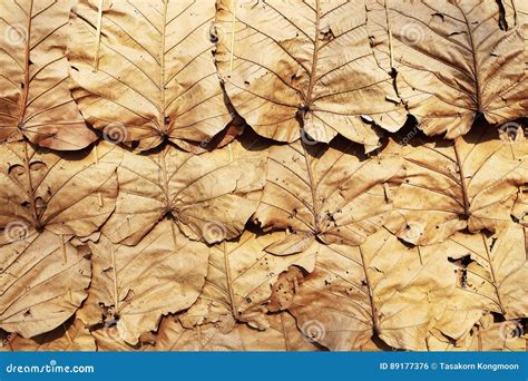Dry Leaf Roof For Background And Design Stock Photo Image Of Cover