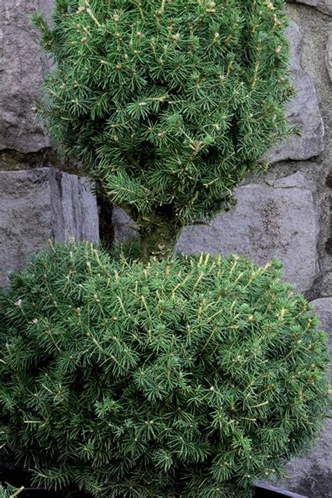 Maybe you would like to learn more about one of these? Buy Poodle Tier Dwarf Alberta Spruce - FREE SHIPPING ...