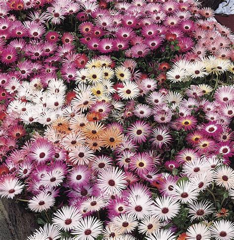 Ice Plant Perennials At