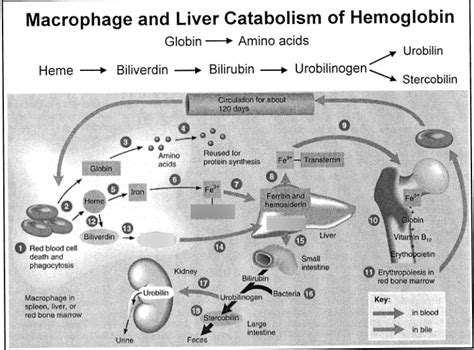 Hemoglobin Recycling Diagram Quizlet