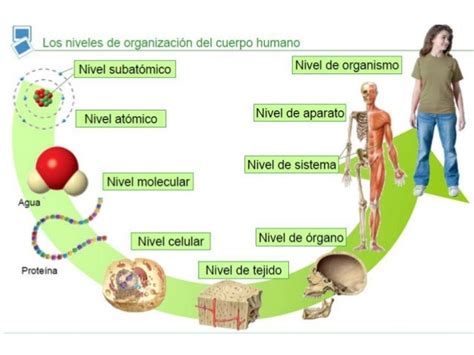 Tema 1 La Organización Del Cuerpo Humano