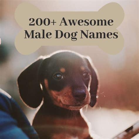 200 Cool Male Dog Names And Meanings Pethelpful