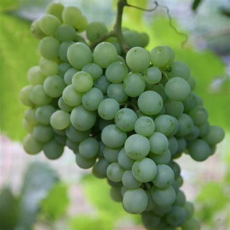 Buy White Wine Grape Pinot Blanc Grape Pinot Blanc