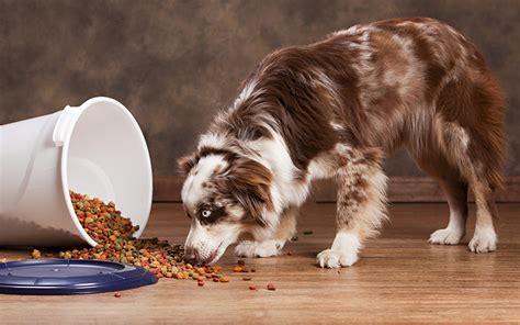 The pug diet for adults. Best Dog Food For Australian Shepherd Adults, Puppies and ...