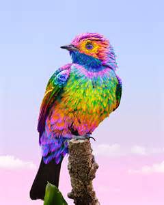 Animals In Rainbow Colors Fubiz Media