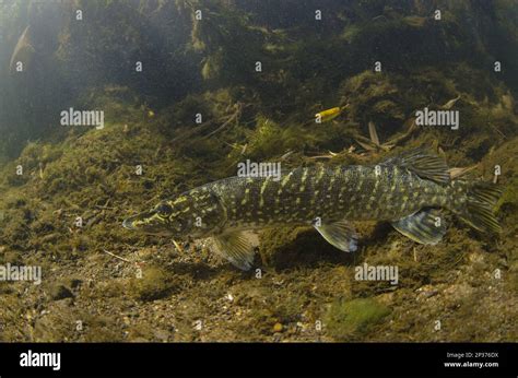 Northern Pike Esox Lucius Juvenile Waiting To Ambush Prey In River