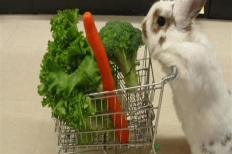 Frutas Y Verduras Recomendadas Para Conejos Alimentos Seguros Para