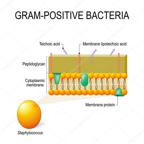 Estructura De La Pared Celular De Bacterias Grampositivas Por Ejemplo