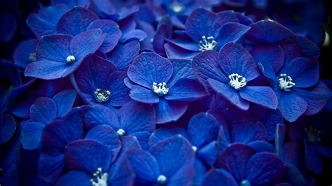 Blue Flowers Flowers Photo 33698240 Fanpop