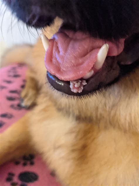 Top 92 Best Pink Bump On Dog Lip Treatment