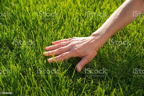 Human Palm Touching Lawn Grass Low Angle View Stock Photo Download